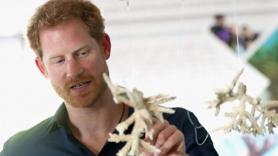 Prince Harry holding coral