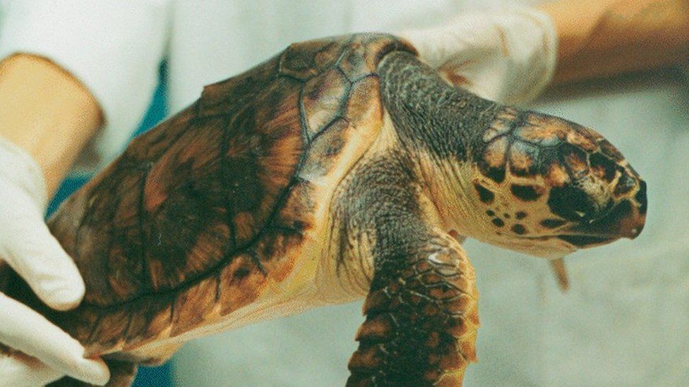 Stranded turtle in rehabilitation