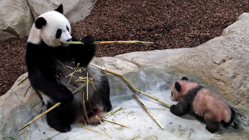 Yuan Meng, a five-month-old baby panda, and its mother Huan Huan at the Beauval zoo, France January 13, 2018