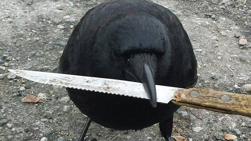 bird with a knife