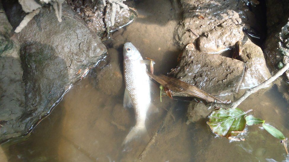 Dead fish in River Frome, Somerset
