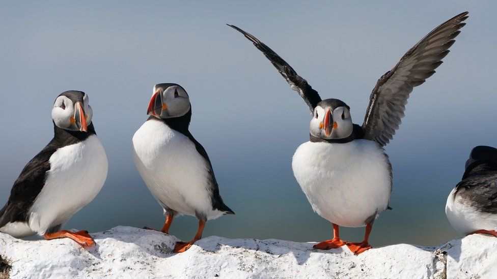 Four puffins on the Farne Islands