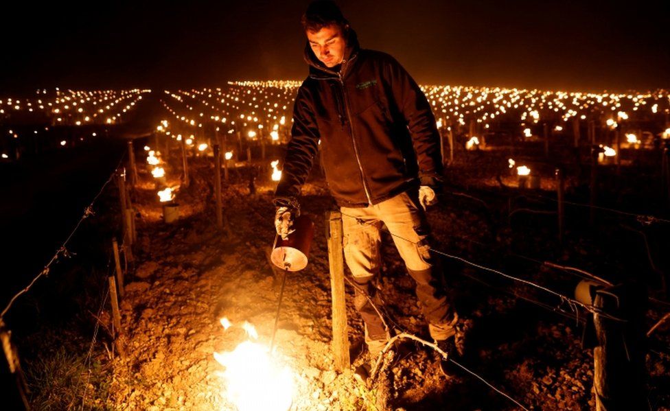 A wine grower lights heaters early in the morning, to protect vineyards from frost damage outside Chablis, France, April 7, 2021