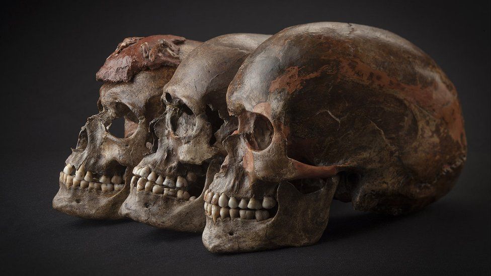 Palaeolithic human skulls from DolniVestonice