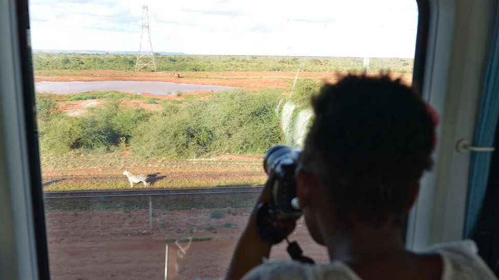 Woman takes a photo of a zebra from the train