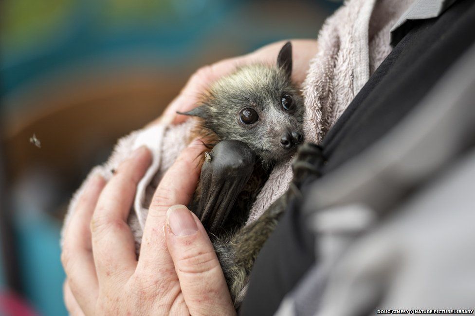 Bat rescuer, carer and founder of Fly-by-night bat clinic, Tamsyn Hogarth, comforts a young rescued Grey-headed Flying Fox