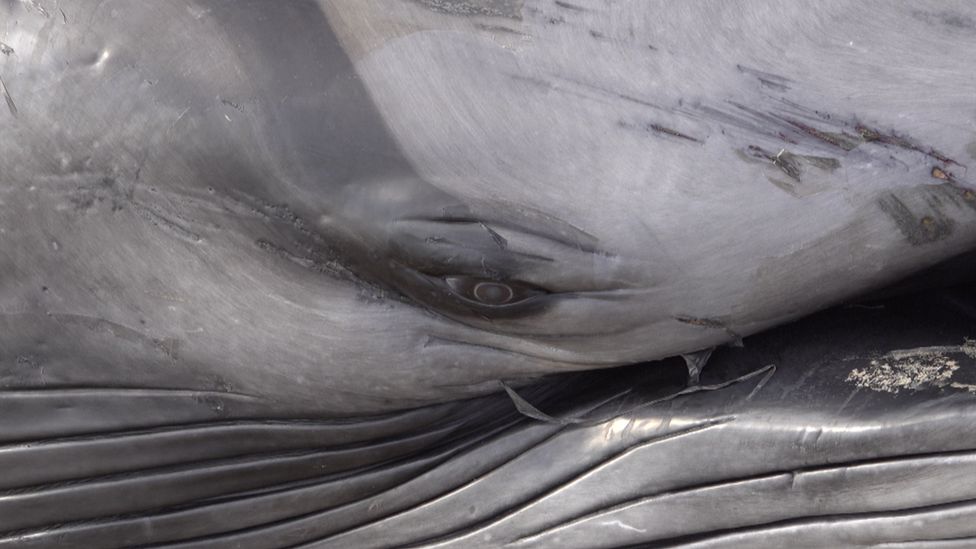 Close up of whale's eye