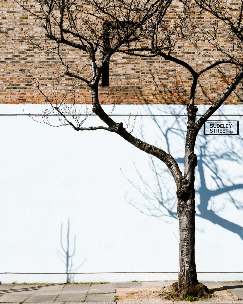 Tree casting a shadow on the side of a building with a single blocked window, on Sudeley Street, London