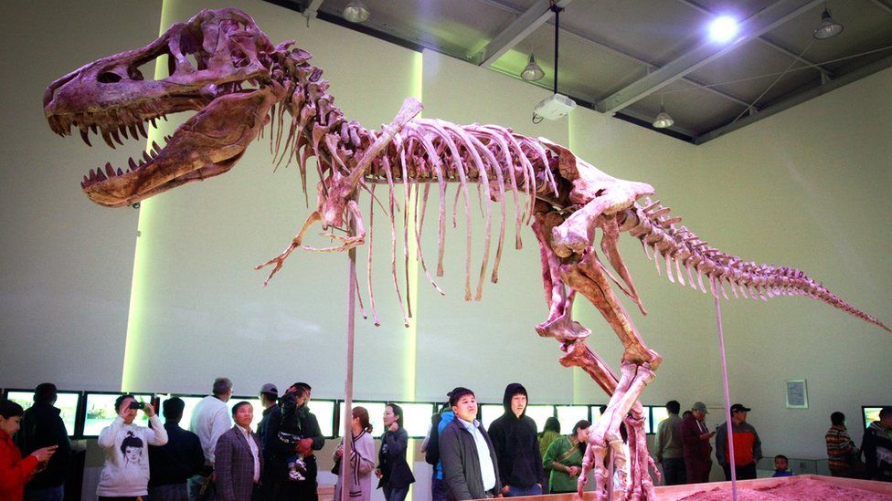 Tyrannosaurus bataar skeleton