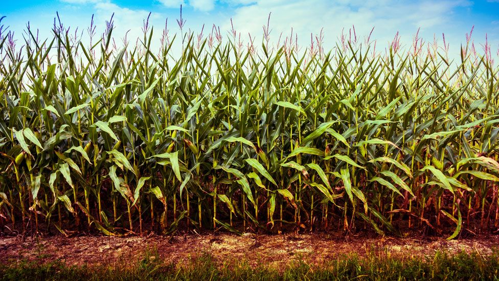 Indiana cornfield