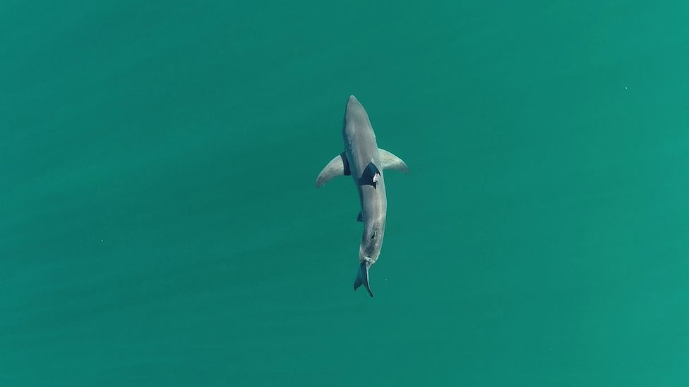 Drone picture of shark swimming in the sea
