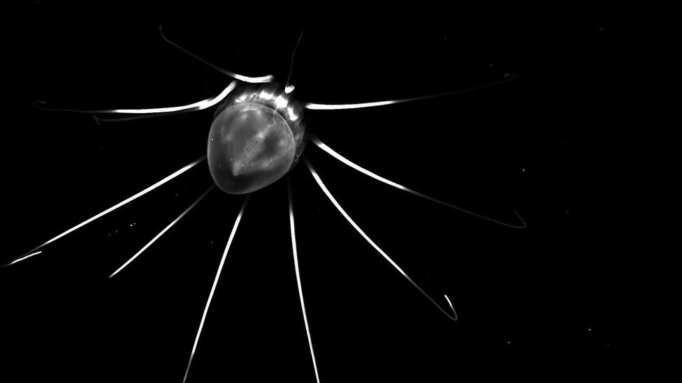 Helmet jellyfish - captured at depth with an underwater vision profiler
