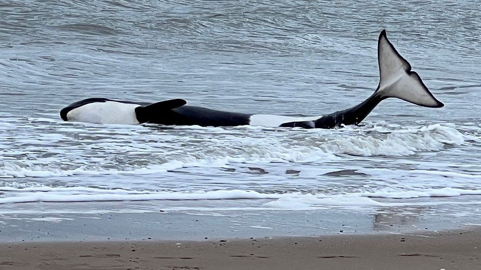 A stranded killer whale lies on the shore in a beach in Cadzand, Netherlands October 15, 2022, in this picture obtained from social media.