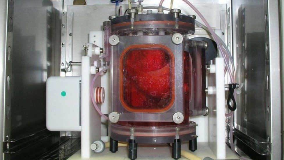 Bioengineered lung in bioreactor