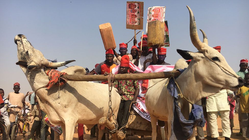 Supporters of Rabiu Kwankwaso, wearing red hats, on a cattle campaign cart in Kano state, Nigeria