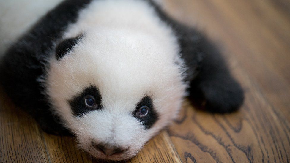 Giant panda cub at the Chengdu Research Base of Giant Panda Breeding