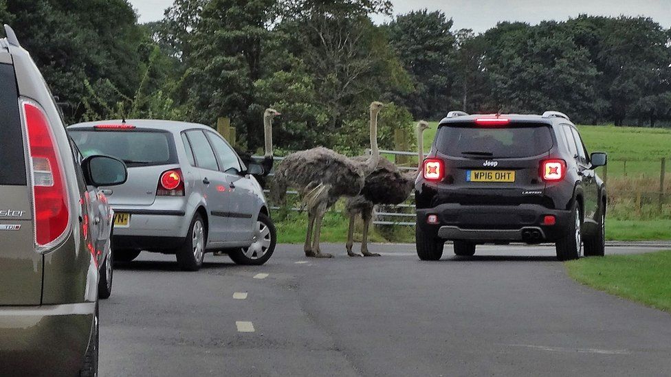 Ostriches near a car at Knowsley Safari Park