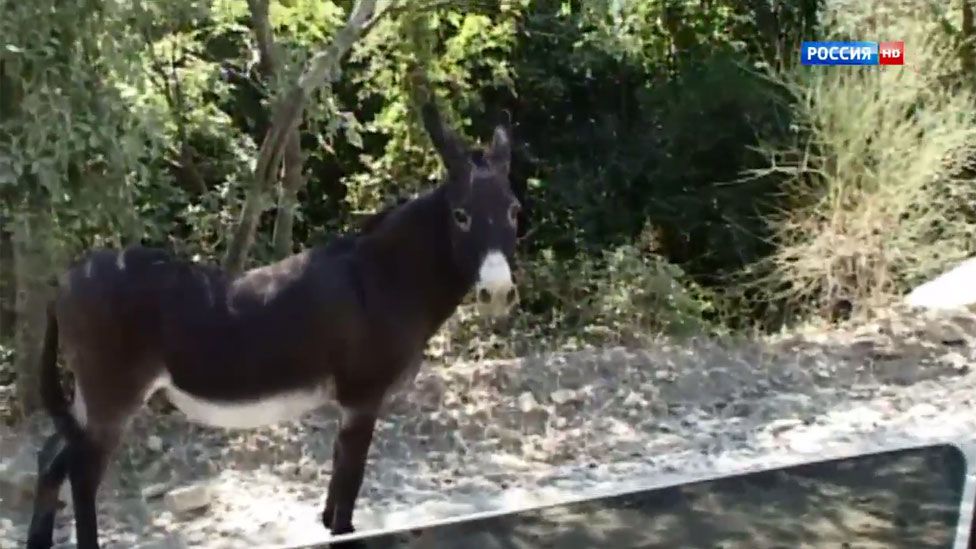 A donkey, seen from President Vladimir Putin's car, as featured on a Rossiya 1 programme