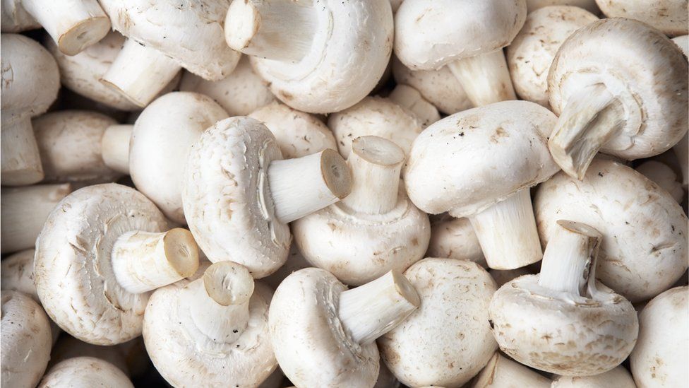 Mushroom industry in Northern Ireland could disappear, body warns - BBC ...