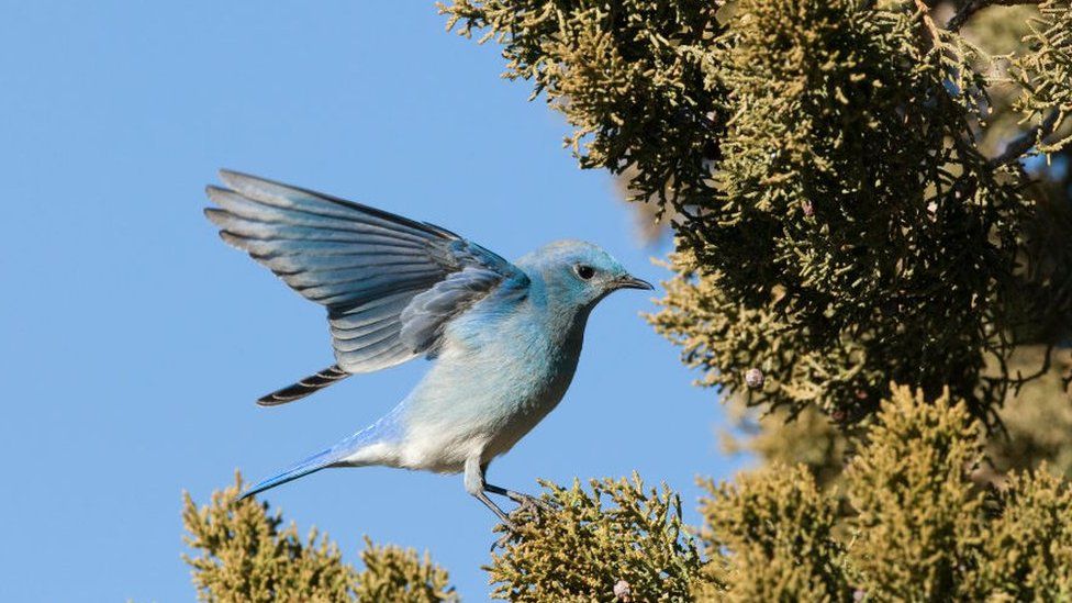 A mountain bluebird feeds on juniper berries in New Mexico