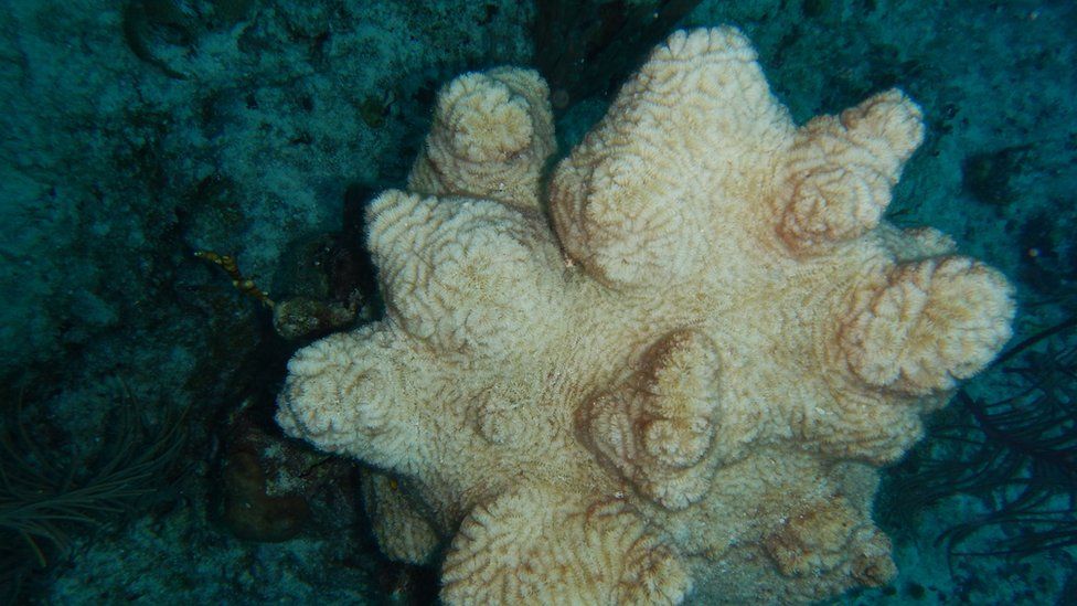 A dead maze coral in West Caicos