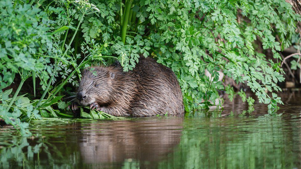 beaver on a riverbank