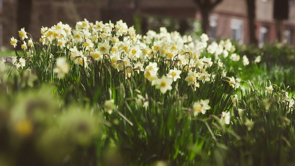 A photo of daffodils taken in Higham Ferrers