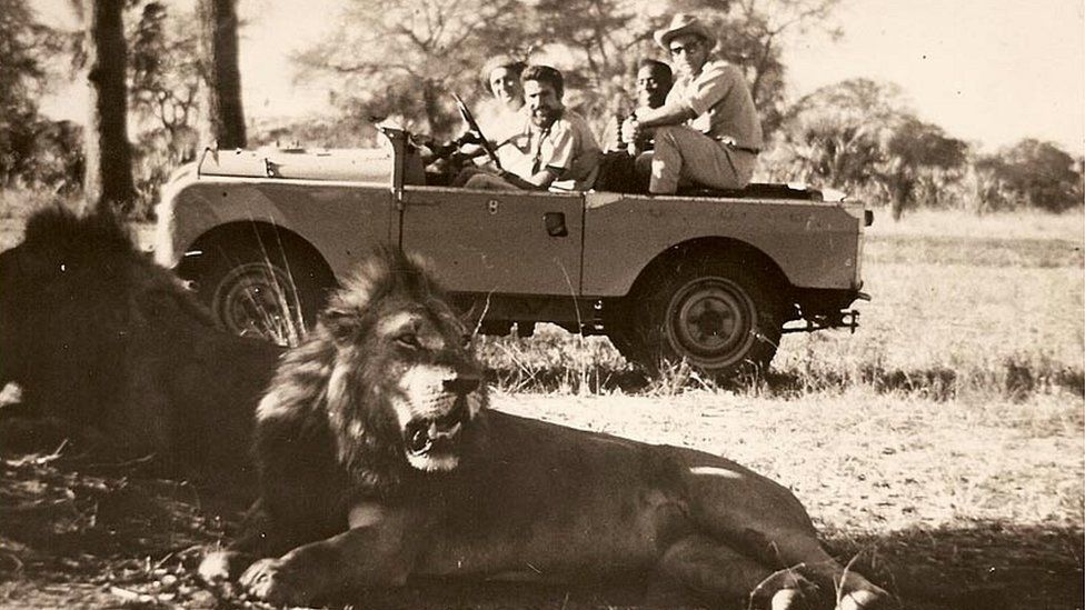 Lion, and tourists in Land-rover in 1960s