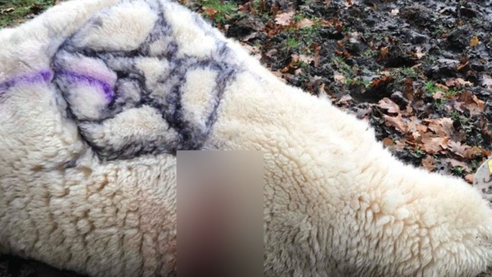 Occult' attacks on New Forest cattle and sheep - BBC News