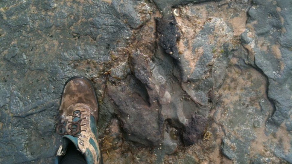 A dinosaur footprint in Victoria