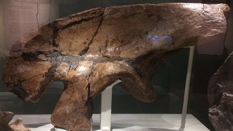 A large hip bone from a Megalosaurus