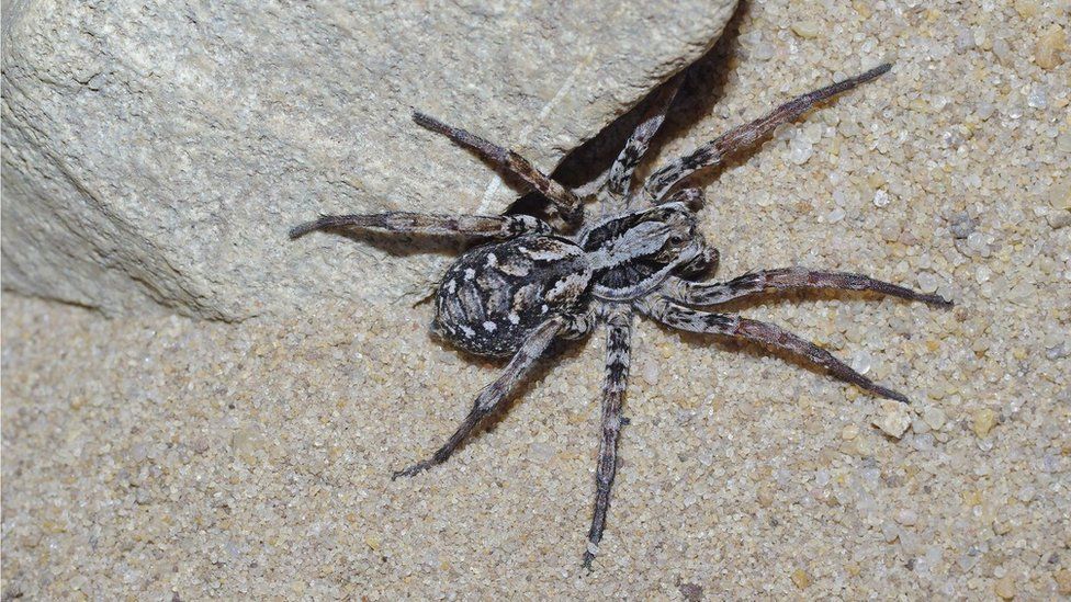 Check out these pictures of a rediscovered spider! BBC Newsround