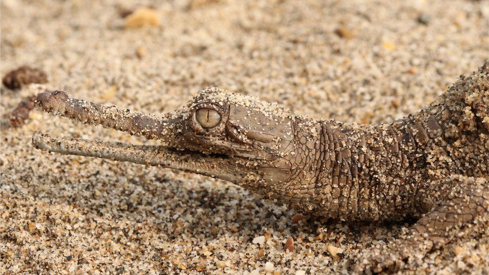 Gharials are endangered due to loss of habitat, dams and hunting