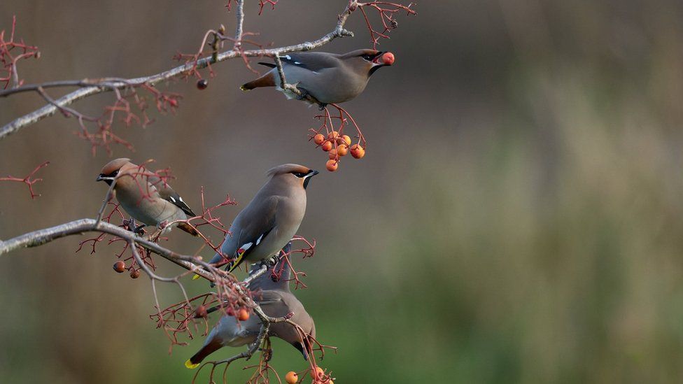 Four waxwings in a tree