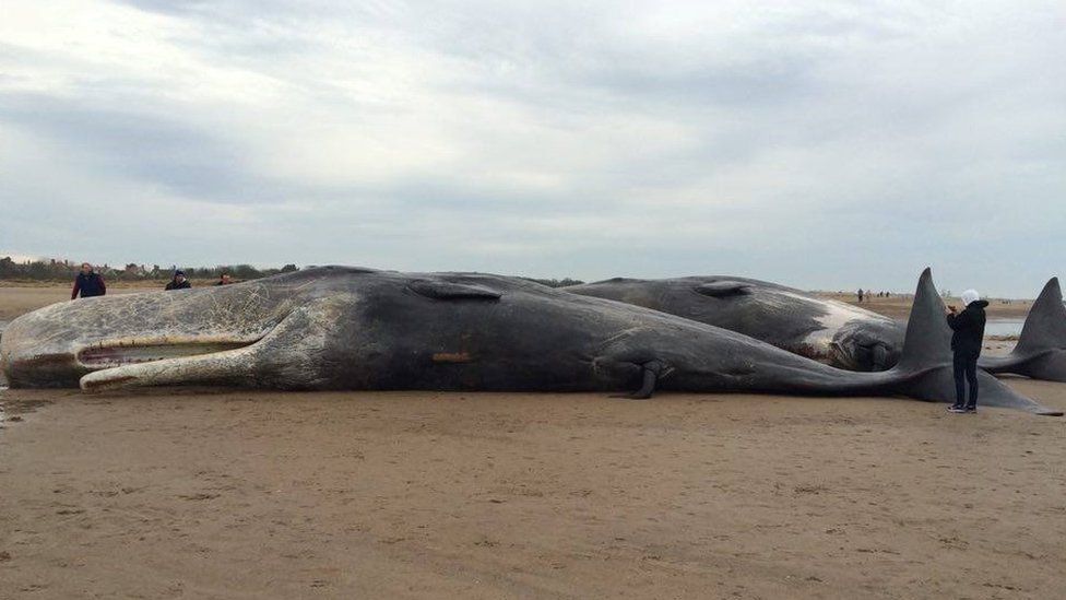 Sperm whales beached in Skegness following Hunstanton death - BBC News