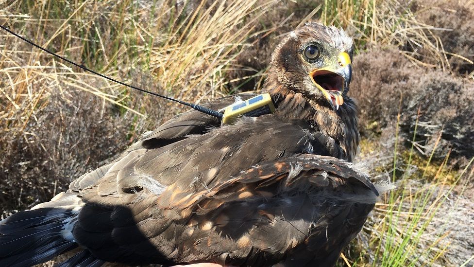 hen harrier