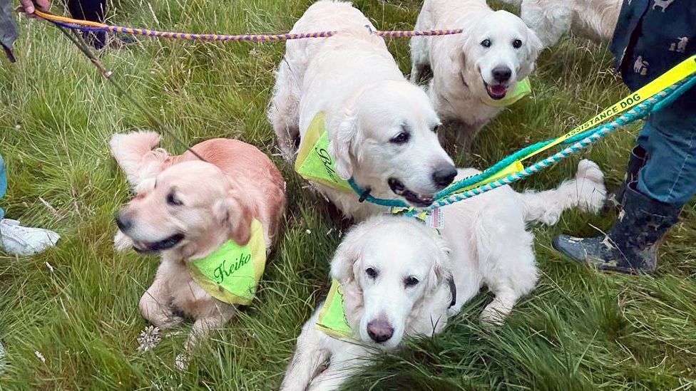 Golden gathering Hundreds of retrievers unite at Highland ancestral