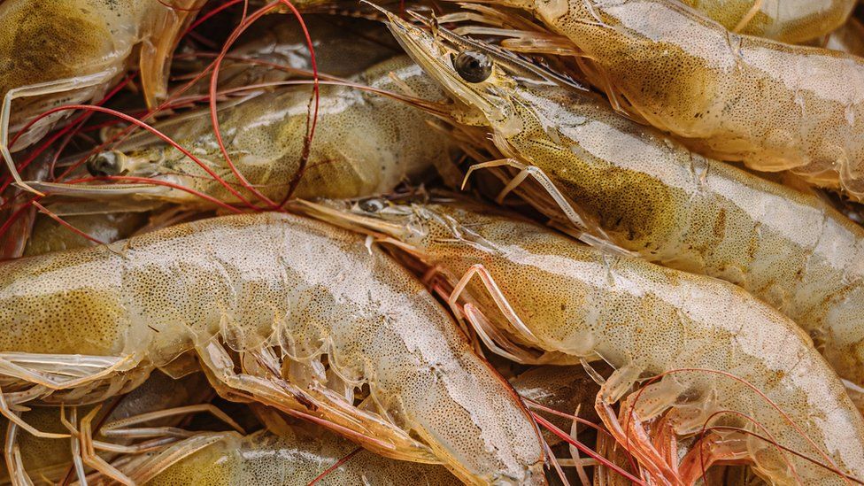 Farmed shrimp from India