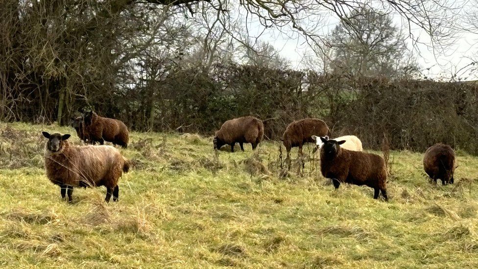 Six brown sheep and a white sheep on grass with a hedge behind