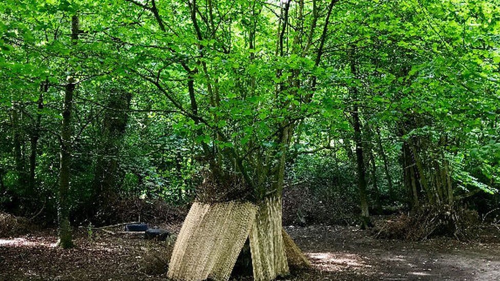 The Fairy House Tree in Llansadwrn, Anglesey