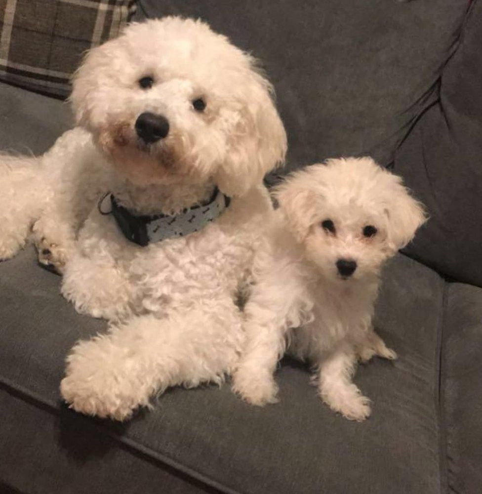 Two "poshos" - poodle crossed with bichon frise - one adult, one a puppy