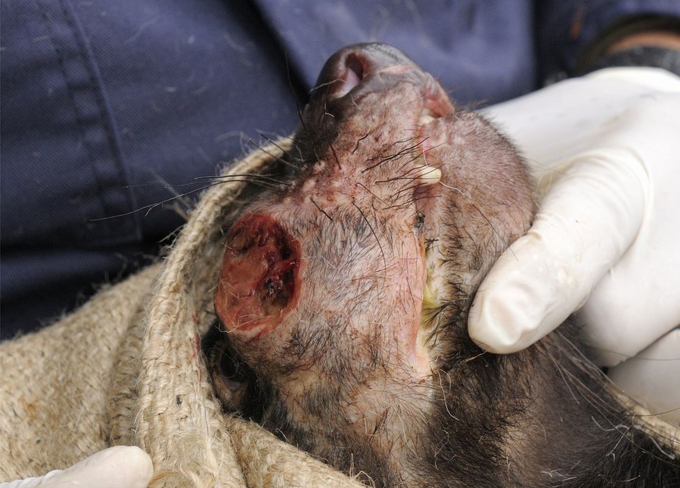 Tasmanian devil with facial tumour