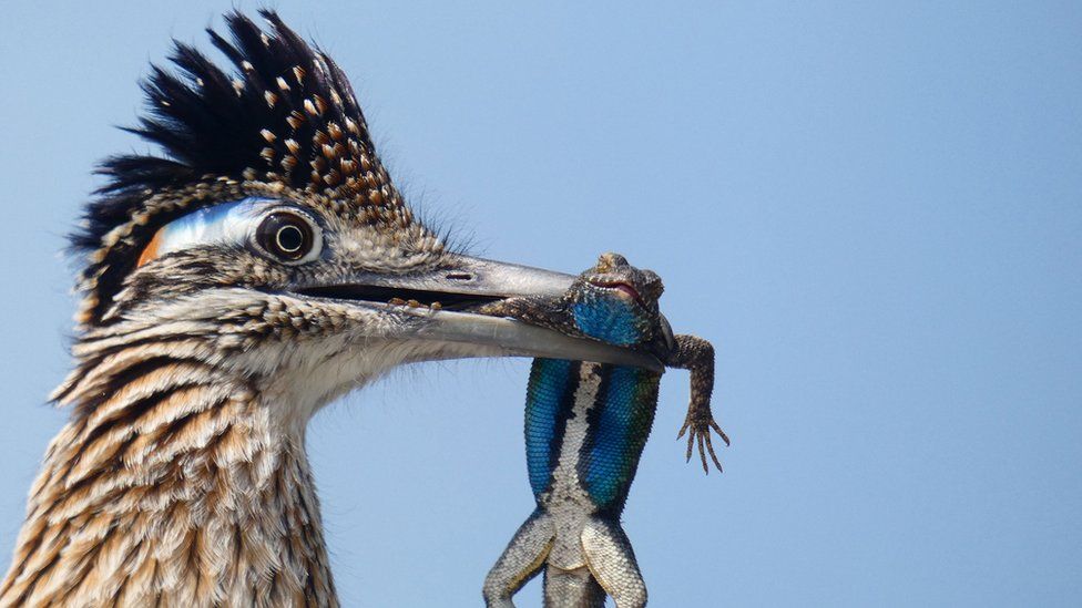 Greater-roadrunner.