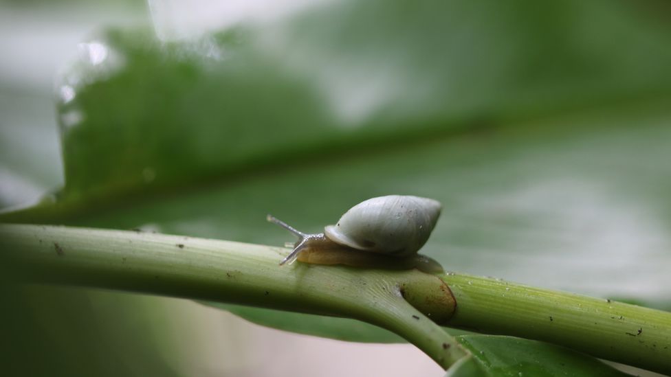 Partula snails