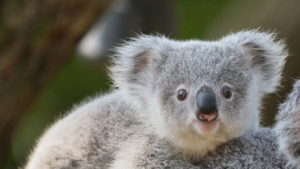 what do koalas look like