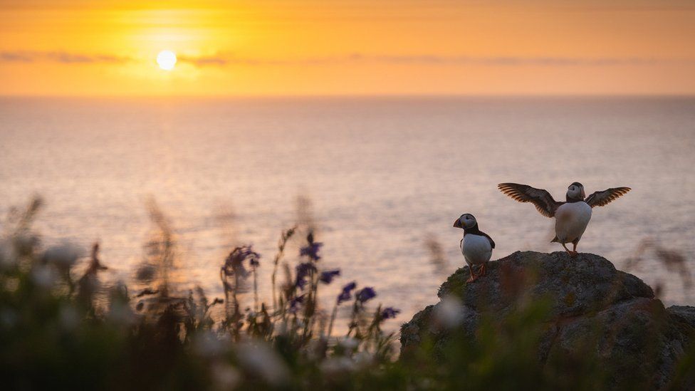Two puffins at sunset