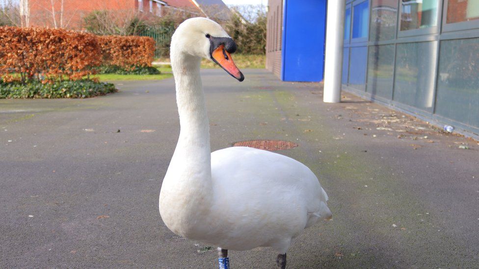 The swan outside the school
