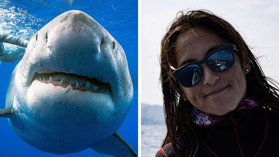 Tubarão-branco foi acompanhado pela mergulhadora e fotógrafa Kimberly Jeffries