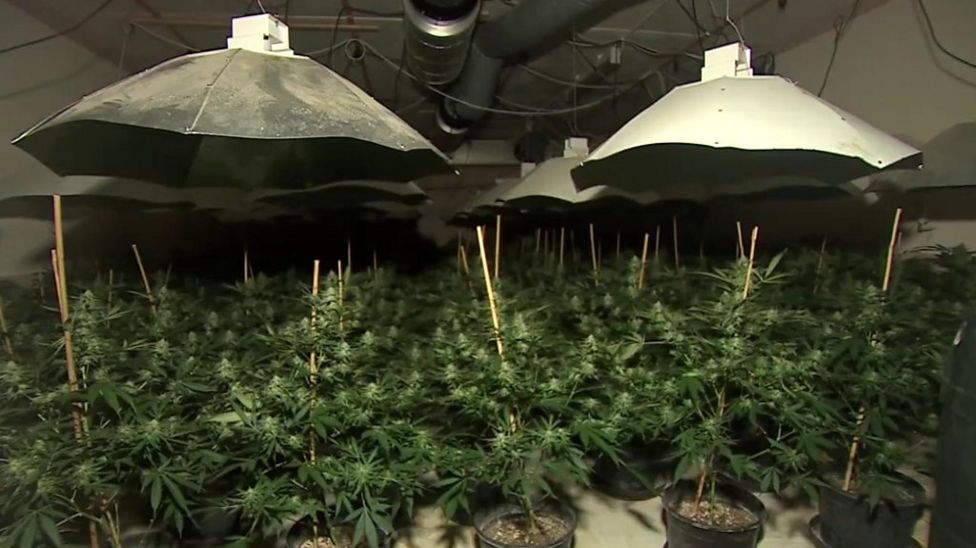 Secret Nuclear Bunker Cannabis Gang Jailed Bbc News