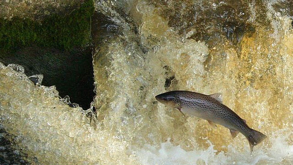 A sea trout leaps upstream